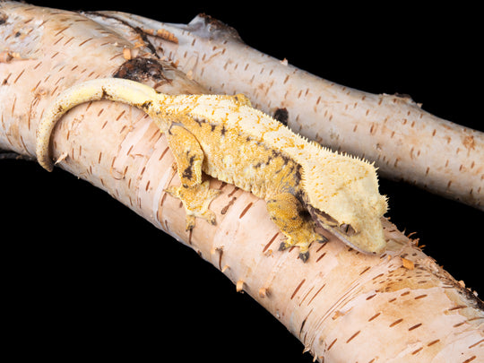 Extreme Harlequin (NGF-1104-3)