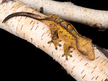 Load image into Gallery viewer, Strawberry Blonde (NGF-1104-5)
