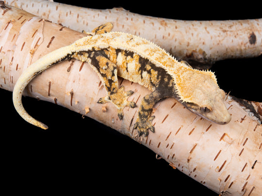 Harlequin (NGF-1104-6)