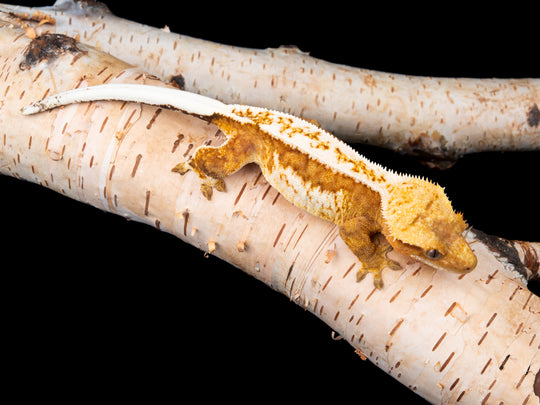 Creamsicle (NGF-1104-12)