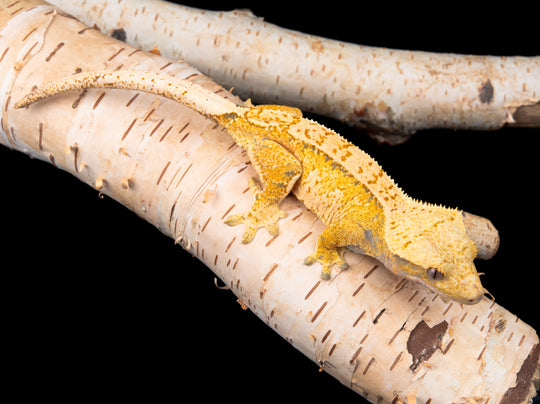 Extreme Harlequin (NGF-1104-14)