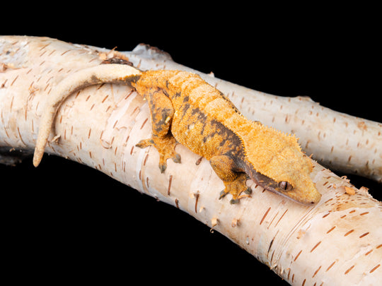 Harlequin (NGF-1104-16)