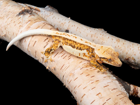 Quad Stripe (NGF-1104-18)