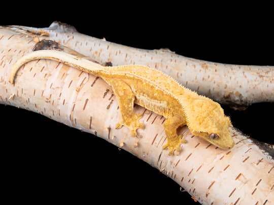 Pinstripe RTB (NGF-1104-19)