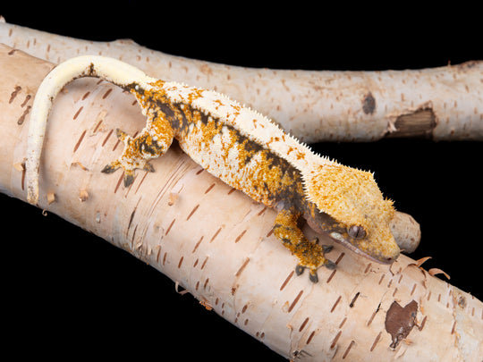 High White Harlequin (NGF-1104-20)