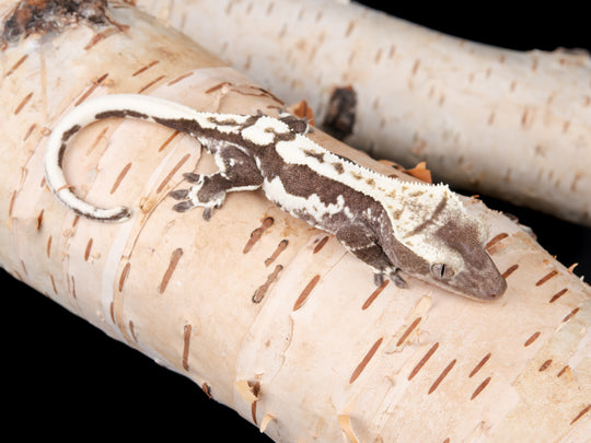 Poss. Male Lilly White Axanthic (LWAX-1104-29)