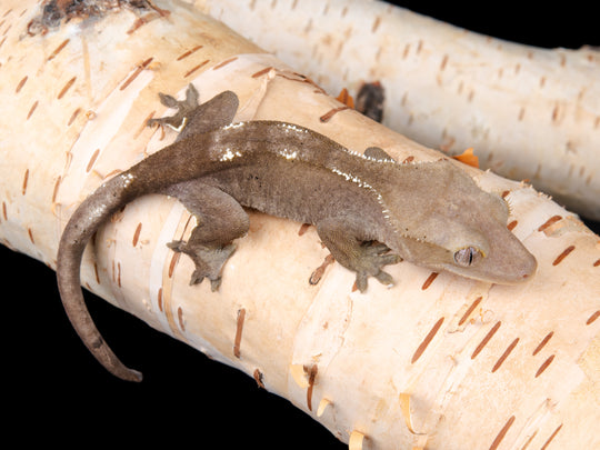 Poss. Female Axanthic (AX-1104-24)