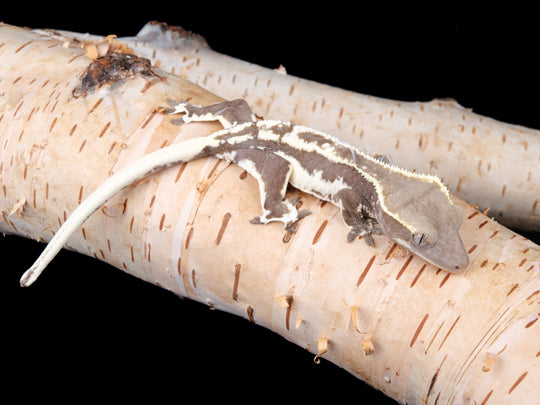 Poss. Female Lilly White Axanthic (LWAX-1104-23)