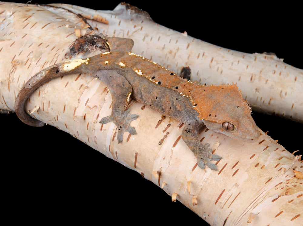 Female (CAP-1104-20)