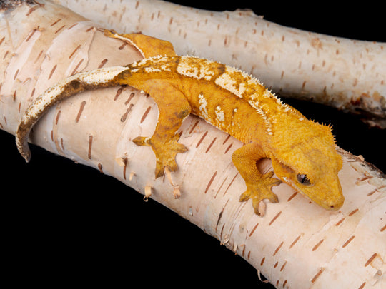 Female Het Axanthic ((AX)-1104-19)