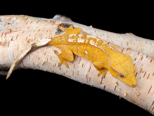 Female Het Axanthic ((AX)-1104-17)