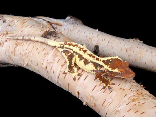 Female Frappuccino 100% het Axanthic (FRAP(AX)-1104-15)