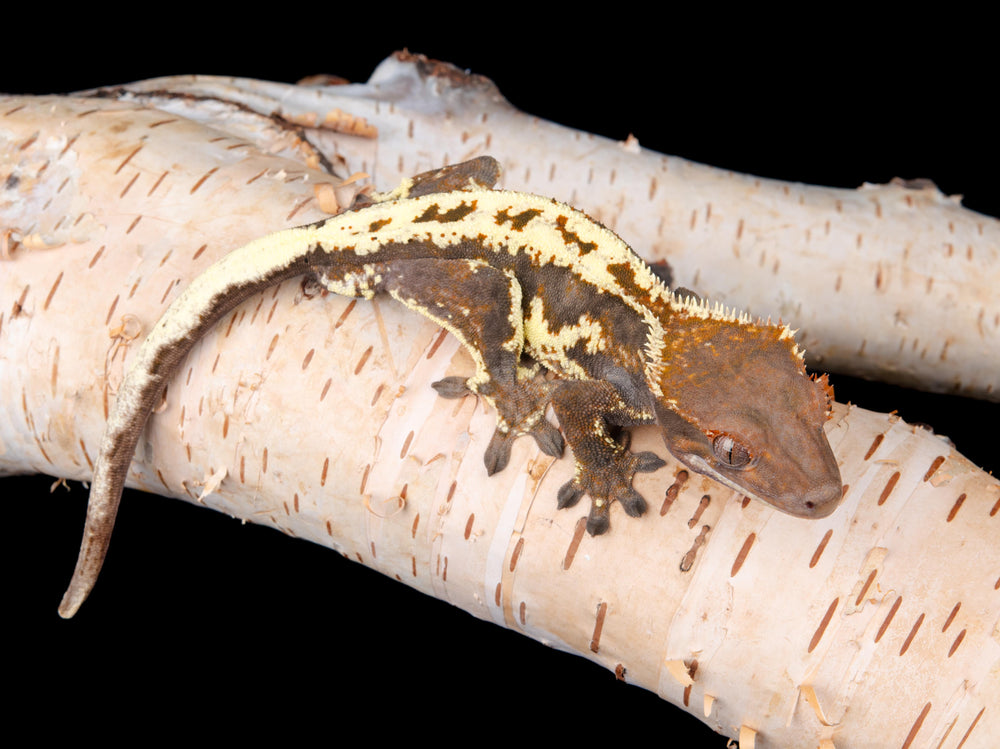 Male Frappuccino (FRAP-1104-11)