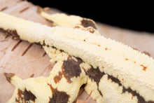 Load image into Gallery viewer, [ID:9DSYCY]
