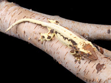 Load image into Gallery viewer, Female Frappuccino 100% het Axanthic (FRAP(AX)-1104-9)
