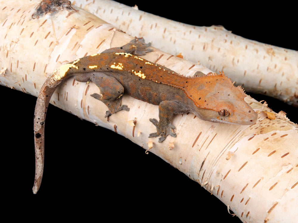 Male Cappuccino (CAP-1104-8)