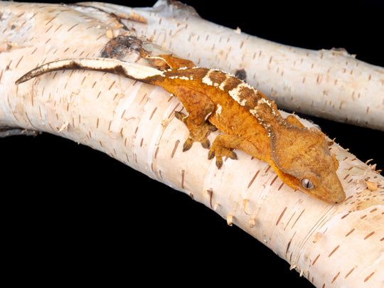 Female 100% het Axanthic ((AX)-1104-7)