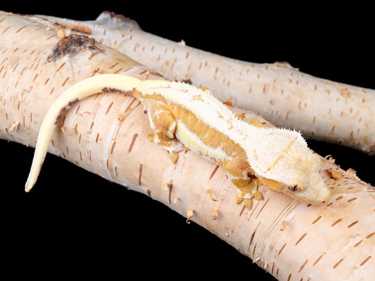 Female Lilly White 100% het Axanthic (LW(AX)-1104-5)