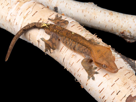 Male Cappuccino 100% het Axanthic (CAP(AX)1104-4)