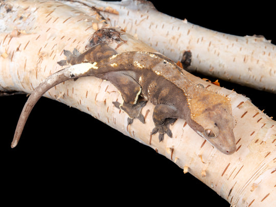 Female Cappuccino (CAP-1104-3)