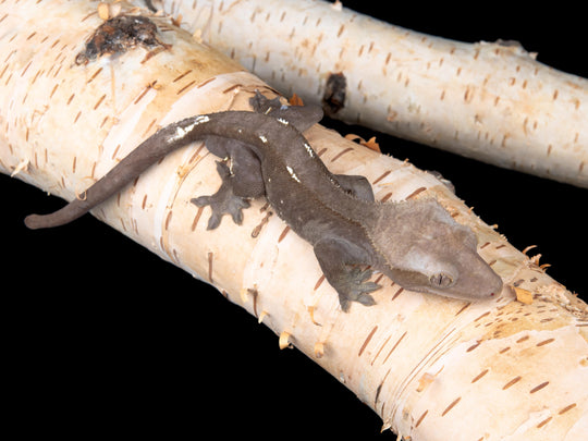 Male Axanthic (AX-1104-1)