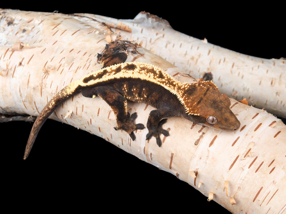 Male Sable (SB-1104-1)