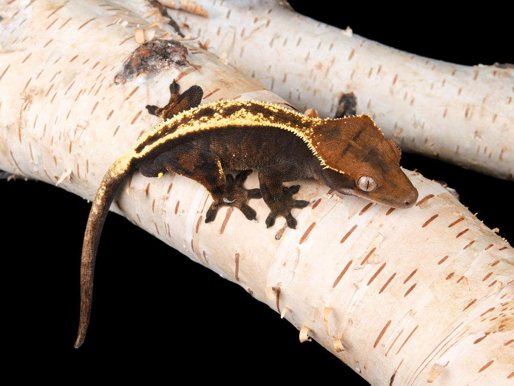 Male Sable (SB-1104-2)