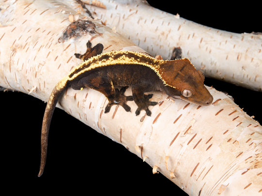 Male Sable (SB-1104-2)