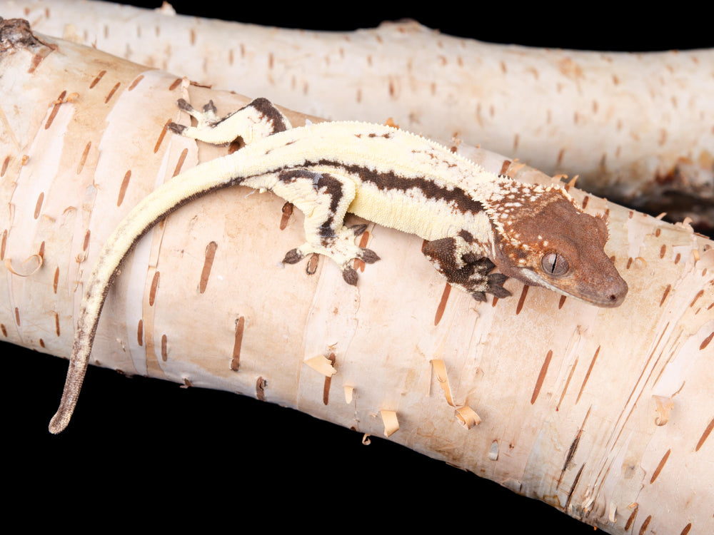 Un. Sable Lilly White (SBLW-1104-3)