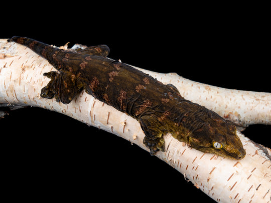 Male Darth Maul x Troger (melanistic) 1104-1