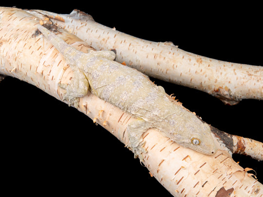 Female Nuu Ana (ANPDV7-1104-2)