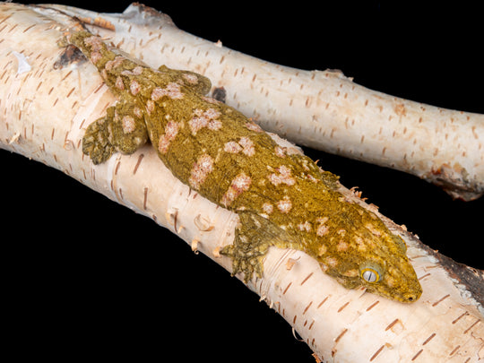 Female Super X (HSX-1104-4)