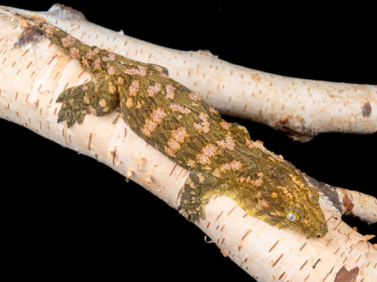 Female Super X (HSX2-1104-5)