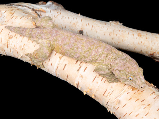 Female Moro **High Pink!** (MORO-1104-8)