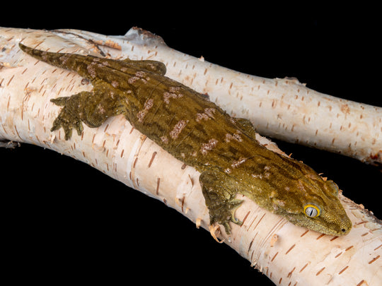Female Friedel Mt. Koghis Melanistic (GTKFM-1104-10)