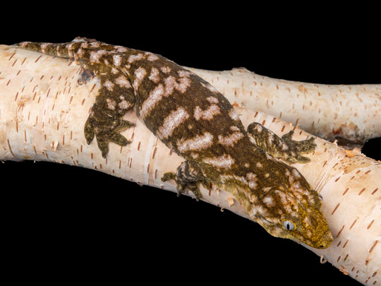 Female Darth Maul x Friedel (DXF-1104-11)