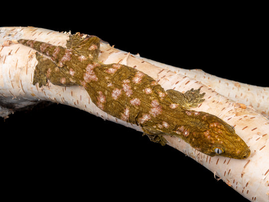 Female Lieberman SHCL (SHCL-1104-12)