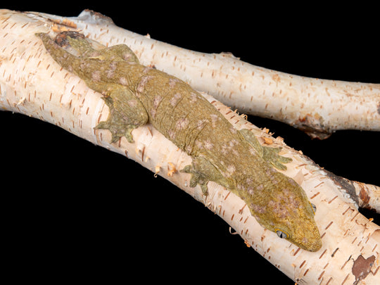 Male Caanawa (K3-1104-13)