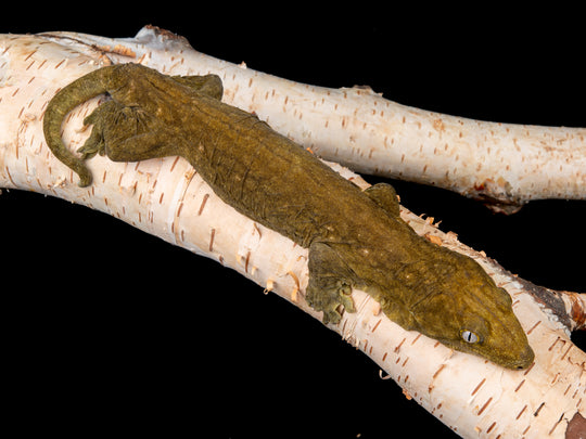 Male Pure Yate (GTA1-1104-14)