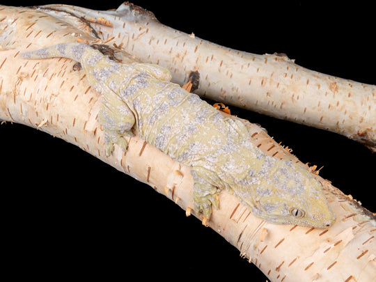 Male Nuu Ana Frank Fast Line (ANFF-1104-15)