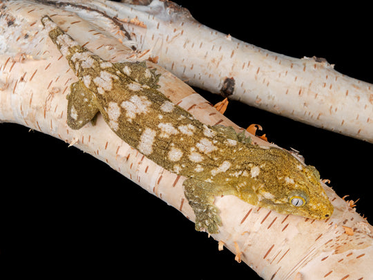 Female Granite (GRAN1-1127-1)