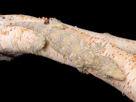 Male Nuu Ana (ANFF3-1127-3)