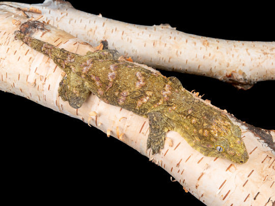 Female Bayonnaise (BAYO1-1127-5)