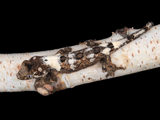 Probable Male (C20-1127-1)