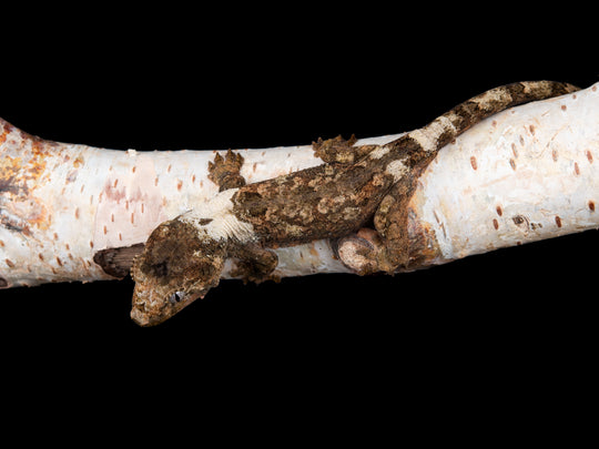 Probable Female (C49-1127-2)