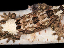 Load image into Gallery viewer, [ID:0Y6ZOY]
