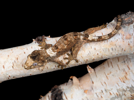 Probable Male (C41-1127-5)