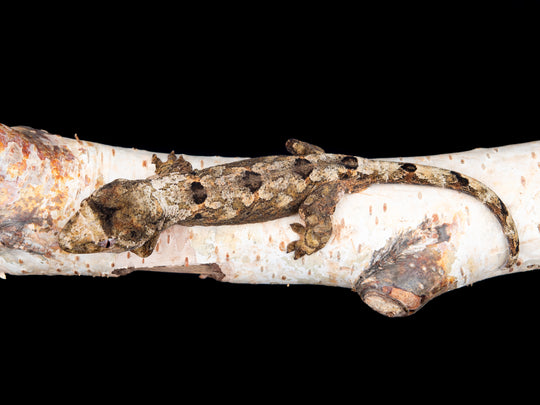 Unsexed (C16-1127-7)