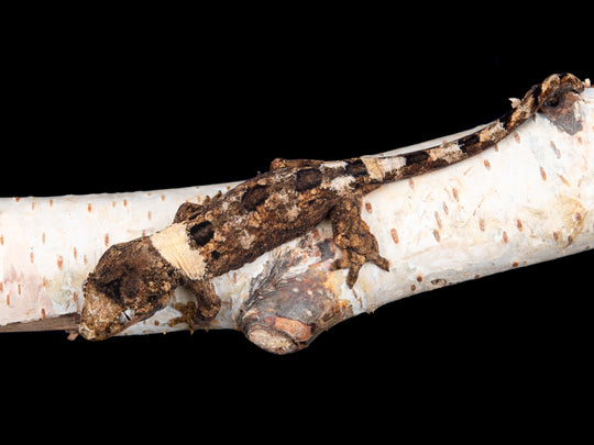 Unsexed (C35-1127-9)