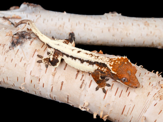 Male Sable Lilly White (SBLW-0130-1)